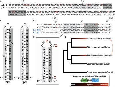 Common Repeat Elements in the Mitochondrial and Plastid Genomes of Green Algae